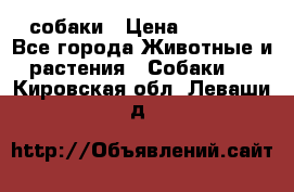 собаки › Цена ­ 2 500 - Все города Животные и растения » Собаки   . Кировская обл.,Леваши д.